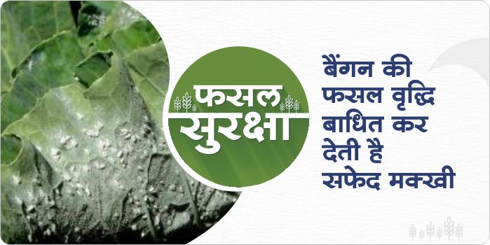 White fly management in brinjal crop