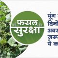 How to manage green gram crop in 25-30 days