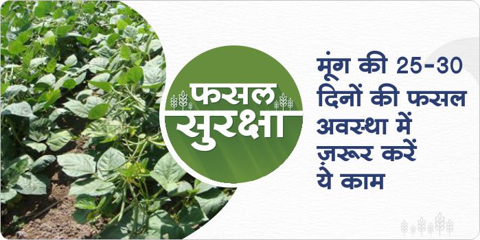 How to manage green gram crop in 25-30 days