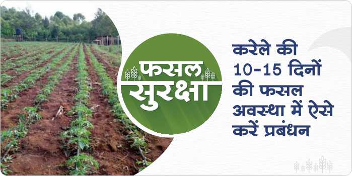 Crop management in 10–15 days of sowing in bitter gourd crop