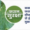 Characteristics and prevention of leaf miner in cucumber crop