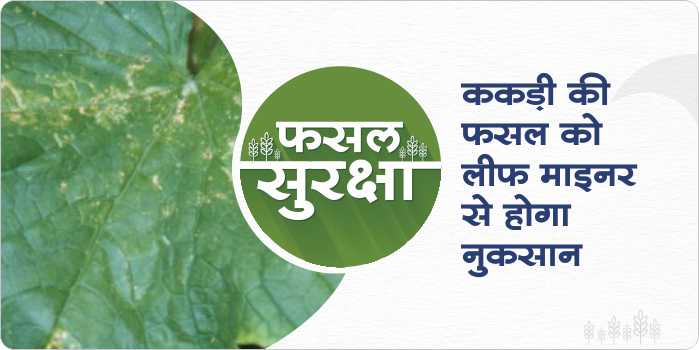 Characteristics and prevention of leaf miner in cucumber crop