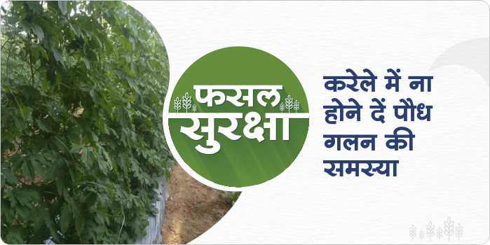 How to manage plant rotting problem in bitter gourd crop