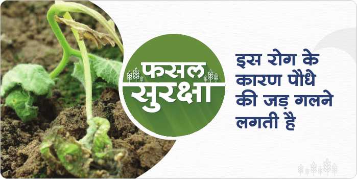 Dumping of disease causes great damage to crops, know its prevention