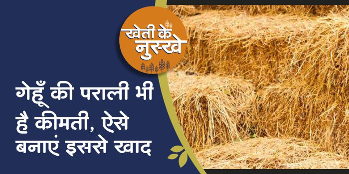 Make domestic fertilizer in the field with wheat straw