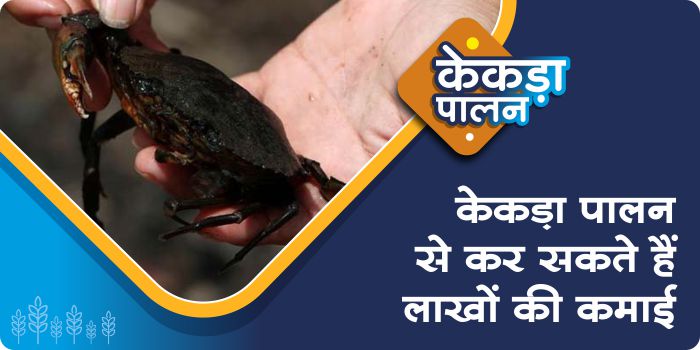 Crabs are sold for 1000 rupees per kg