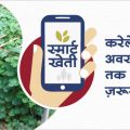 How to manage fertilizer till the flowering stage of bitter gourd crop