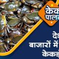 Crab farming can be beneficial for farmers