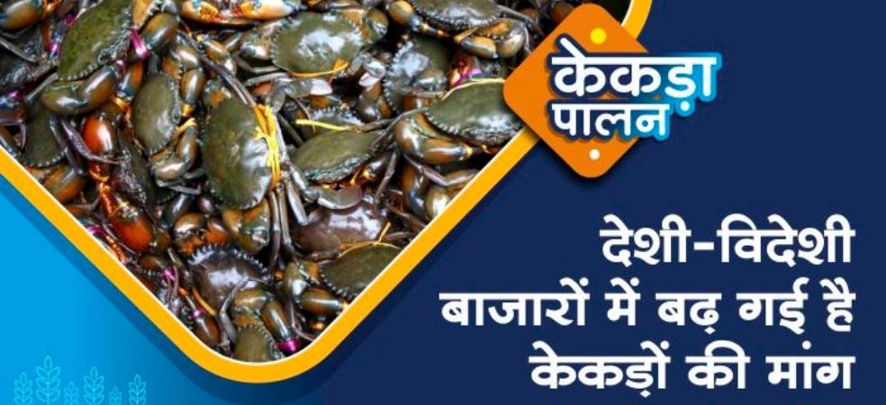 Crab farming can be beneficial for farmers