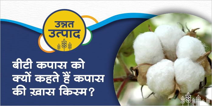 Important information properties and characteristics related to BT cotton