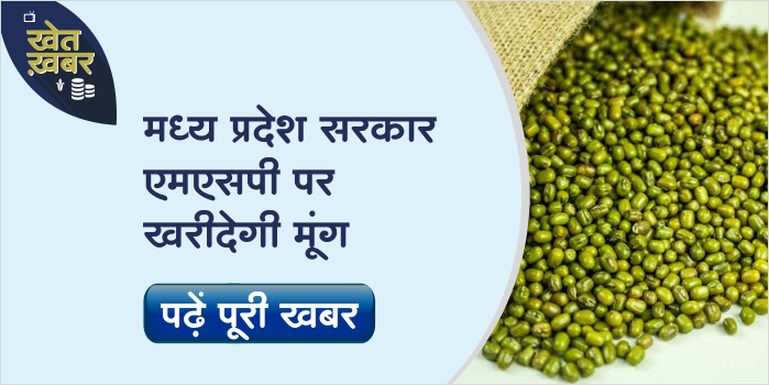 Government will buy moong in Madhya Pradesh at this MSP