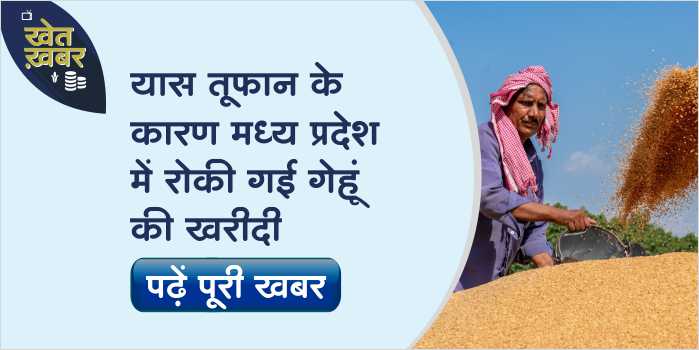 Wheat procurement has been stopped in MP under the circumstances of Yaas storm