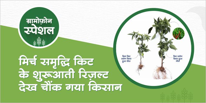 Chilli gets miraculous early growth using Chilli Samriddhi Kit