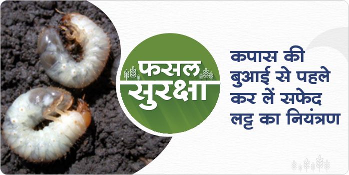 What are the measures to control the white grub before sowing of cotton crop