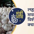 Mandi expert on the price of garlic in the coming days