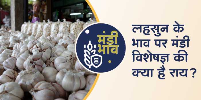 Mandi expert on the price of garlic in the coming days