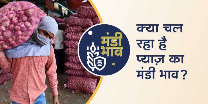 What are the prices of onion in Madhya Pradesh