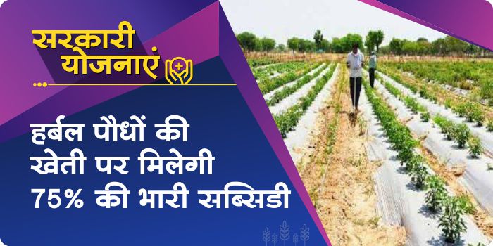 Government is giving 75% subsidy on cultivation of herbal plants