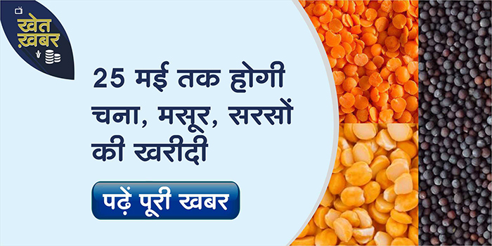 Gram lentil and mustard will be procured in Madhya Pradesh till this date