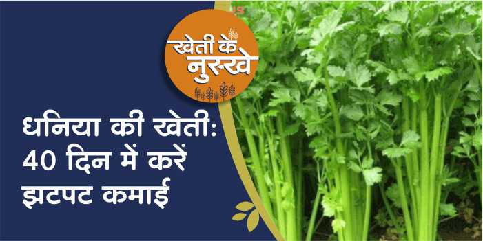 Do Coriander Farming and get good income in just one and a half months