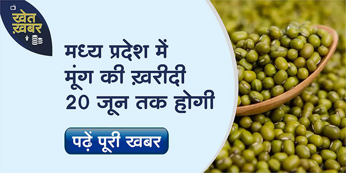 Farmers of Madhya Pradesh can register till this date for sale of Green Gram at MSP