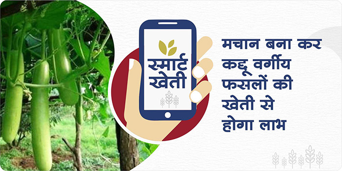 Benefits of cultivating by making machan in cucurbitaceous crops