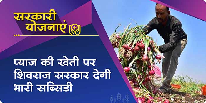 Farmers of 25 districts of Madhya Pradesh will get 40% subsidy on onion cultivation