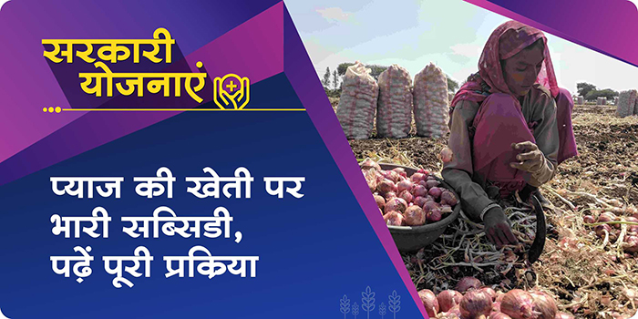 What is the process of getting subsidy on onion cultivation in Madhya Pradesh