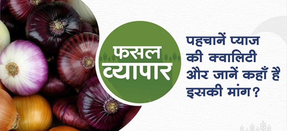 How to identify the quality of onion and know where is there more demand for it