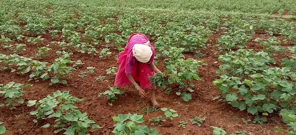 How to manage weed in 1-3 days of sowing in cotton crop