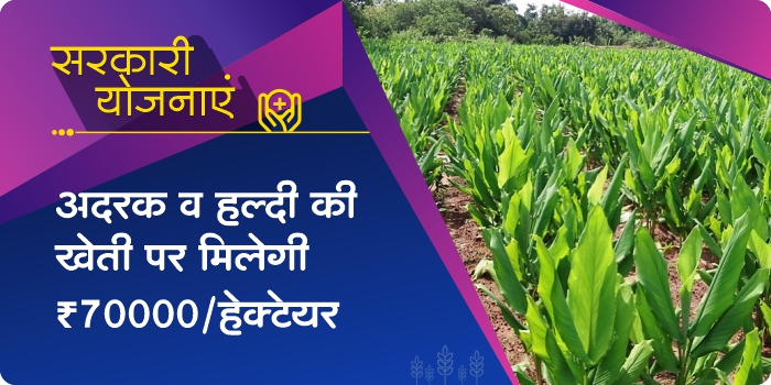 Farmers of MP will get 70 thousand rupees per hectare on the cultivation of ginger and turmeric