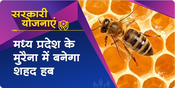 Honey hub is being built in Madhya Pradesh