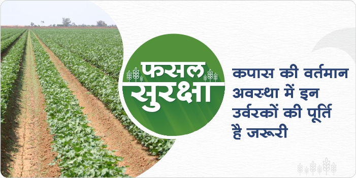 How to supply fertilizer in cotton crop in 40-50 days