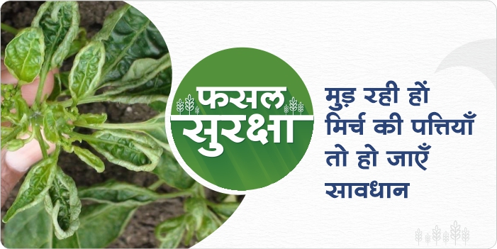 What is the reason for the problem of leaf curling in chilly crops and its solution