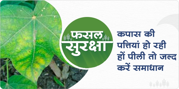 Reason and Solution for the problem of yellowing of leaves in the cotton crop