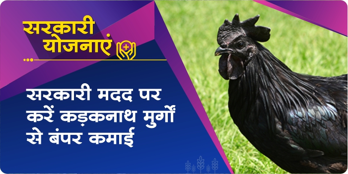 Now do Kadaknath Poultry Farming on government help