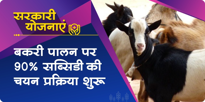 90% subsidy will be given on goat farming