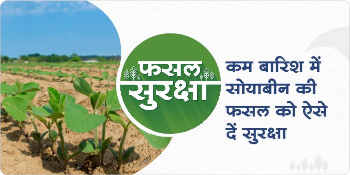 How to protect soybean crop in case of low rainfall