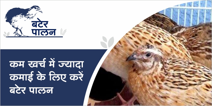 Quail Rearing