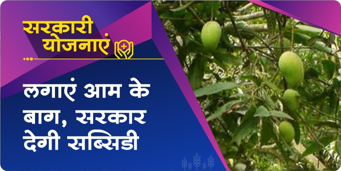 Plant Mango Orchards on Government Subsidy