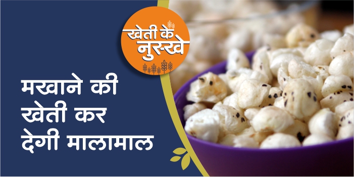 You can earn lakhs in less expenses by cultivating Makhana