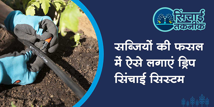 Complete method and advantages of drip irrigation system in vegetable crop