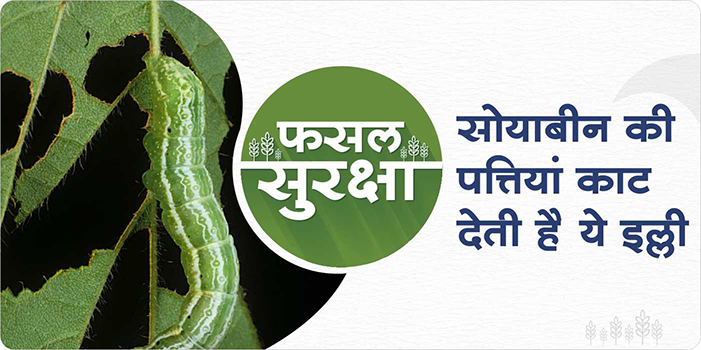 How to control leaf eating caterpillar in soybean crop