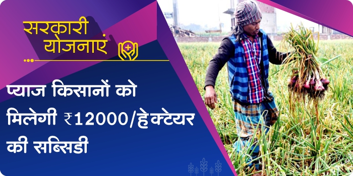 Cultivate onion and get a subsidy of Rs 12000 per hectare