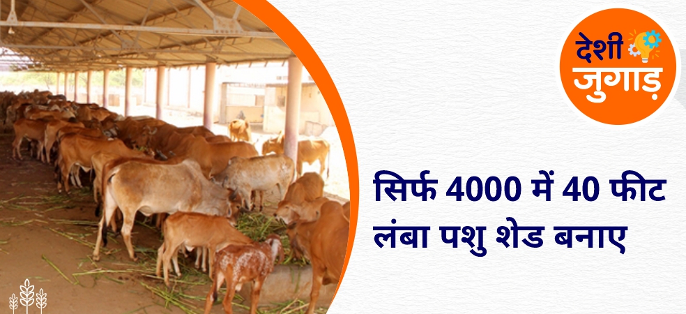 Build 40 feet long animal shed in just Rs 4000