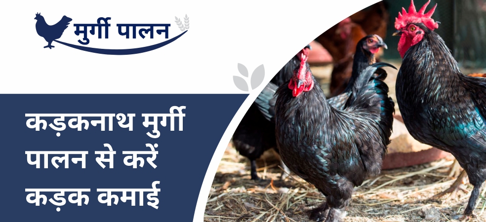 Kadaknath Poultry Farming is a profitable deal