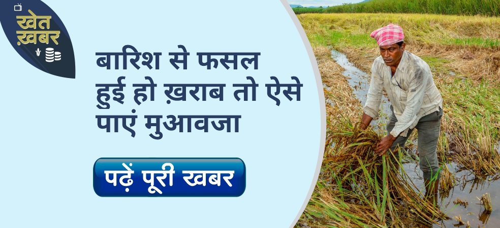 If the crop is damaged due to rain, then get compensation like this, give information here