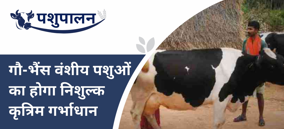 Artificial insemination of cow-buffalo cattle will be done for free