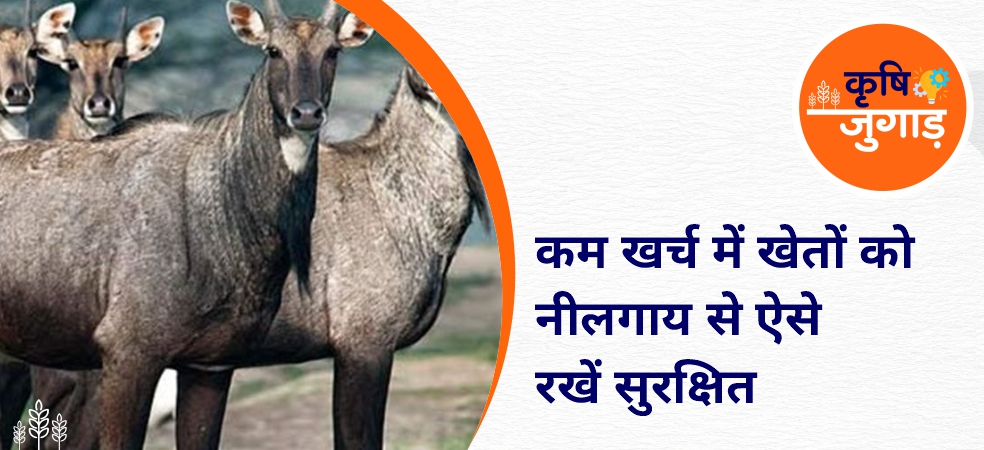 Crops will get protection from Nilgai with this cheap jugaad