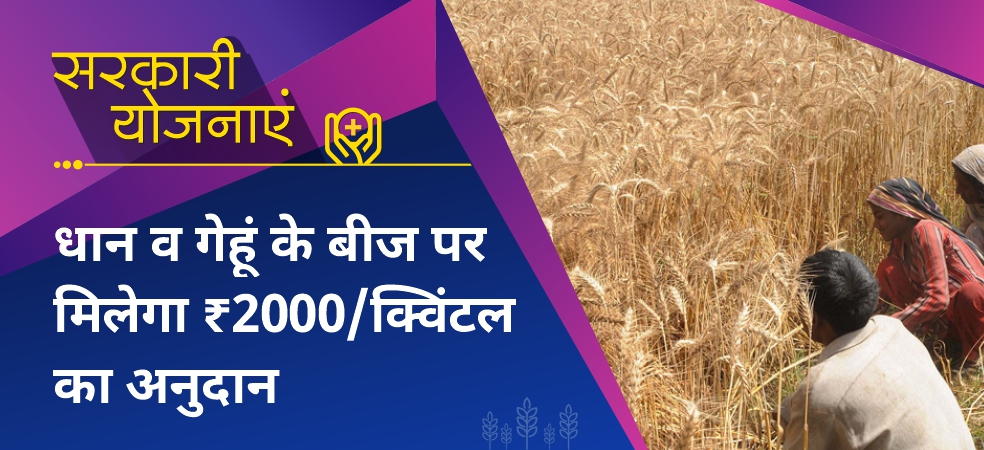 Farmers will get wheat and paddy seeds at a huge subsidy of 50%